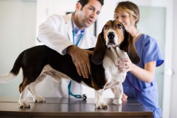 veterinary accounting services